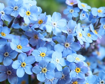Myosotis Etsy Myosotis Etsy