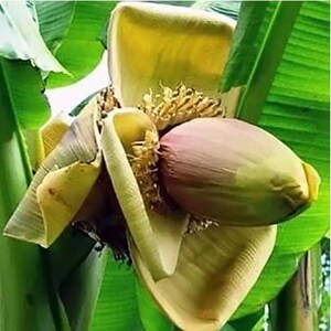 Musa thomsonii Thomson's Banana, Thompson's Banana 30 Seeds image 2