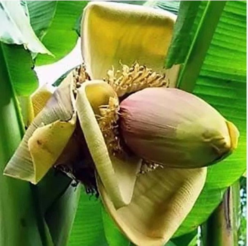 Musa thomsonii Thomson's Banana, Thompson's Banana 30 Seeds image 2