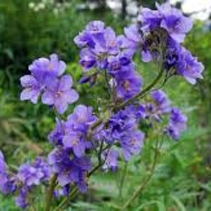 Polemonium caeruleum Jacob's Ladder 300 seeds 4P image 2