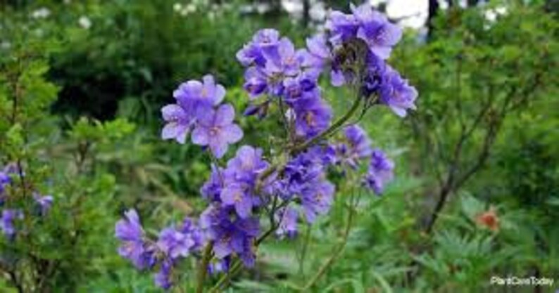 Polemonium caeruleum Jacob's Ladder 300 seeds 4P image 2