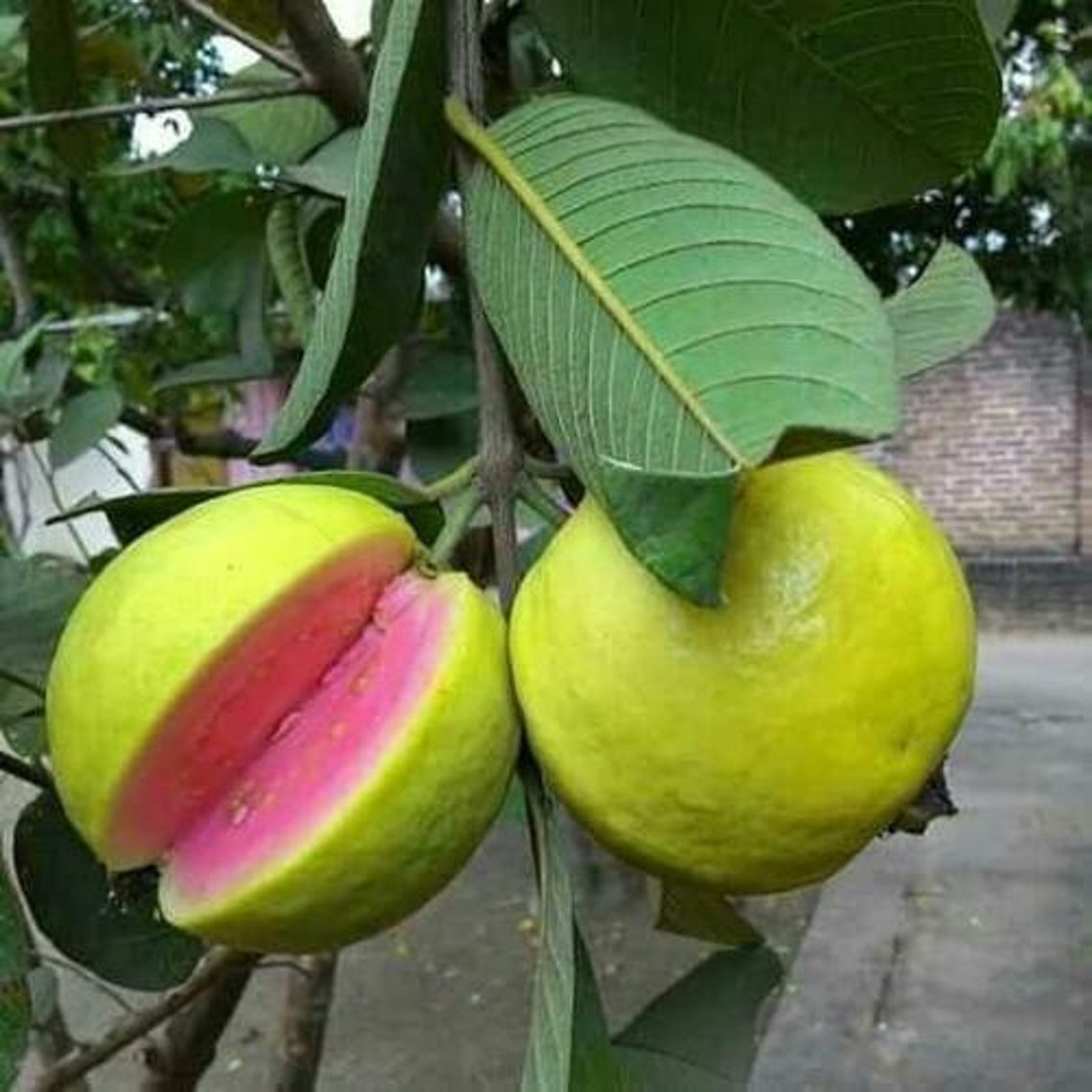 Psidium Guajava Pink Guava 250 500 1000 2500 Seeds Etsy