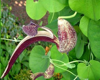 Aristolochia ringens Gaping Dutchmans Pipe 40 seeds