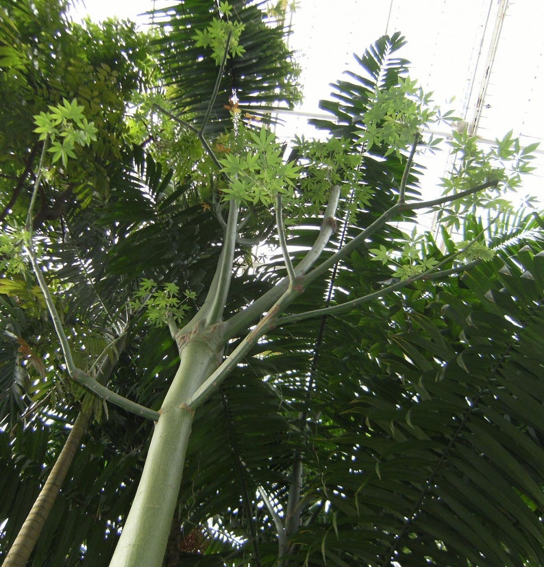 Ceiba pentandra kapok tree 50, 150, 500 seeds 2 image 3