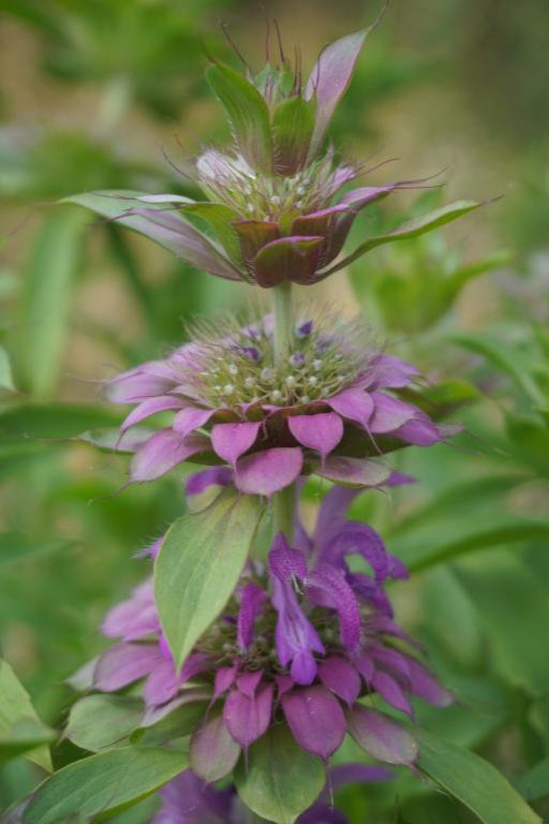 Monarda hybrida Lambada 300 seeds