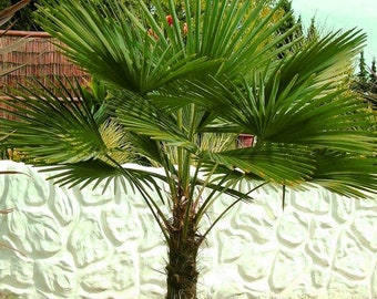 Trachycarpus fortunei Chusan Palm, Windmill Palm 100 - 1,000 seeds 3
