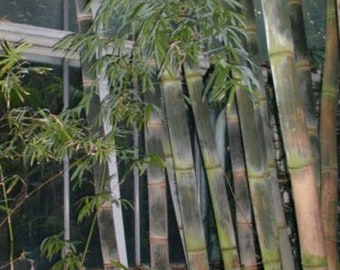 Dendrocalamus longispathus long-sheath bamboo 200, 500 seeds