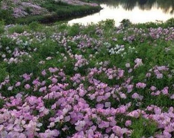 Oenothera speciosa Showy Evening Primrose 1,000 seeds 4O