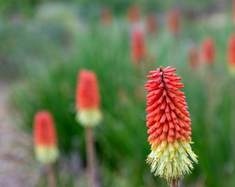 Kniphofia uvaria Tritoma, Torch Lily 100 seeds 1K