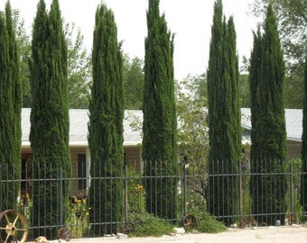 Cupressus sempervirens 100, 250, 500 Italian cypress