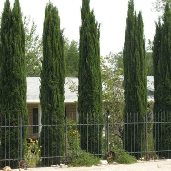 Cupressus sempervirens 100, 250, 500 Italian cypress