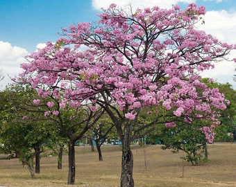 Tabebuia rosea Pink Trumpet tree, pink poui 50, 150, 300, 1500 seeds