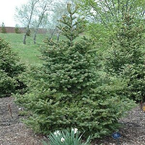 Picea wilsonii Wilson Spruce 5000 seeds 1P image 2