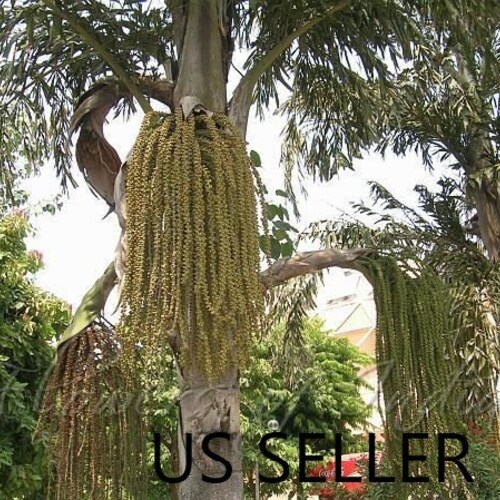 Caryota urens Jaggery Palm, Toddy Palm, Fishtail Wine Palm 25, 75 seeds 2