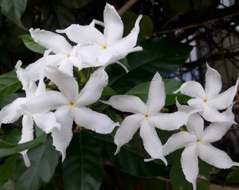 Tabernaemontana divaricata 20 - 100 seeds Crape Jasmine, East India Rosebay