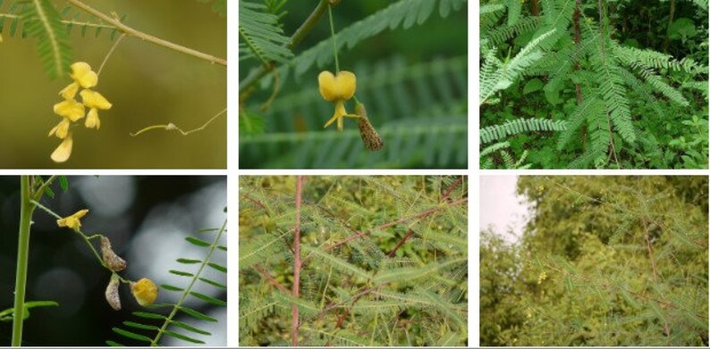 Sesbania bispinosa Prickly Sesban 100 1,000 seeds image 1