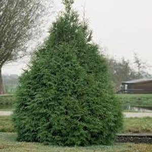 Thuja occidentalis Eastern Arborvitae, White Cedar 500 5,000 seeds D image 2