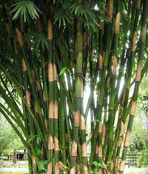 50+Giant Moso Bamboo Seeds Perennial evergreen Grows Edible Bamboo
