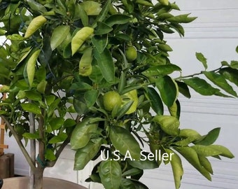 Citrus aurantifolia key lime Mexican lime 100 seeds