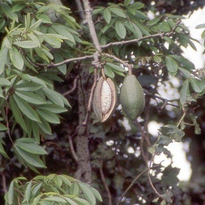 Ceiba pentandra kapok tree 50, 150, 500 seeds 2 image 1