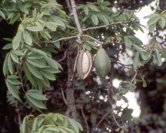 Ceiba Pentandra Kapok Tree 50, 150, 500 Seeds 2 