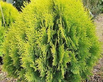 Platycladus orientalis Aurea Golden Oriental Arborvitae 100 - 2,000 seeds