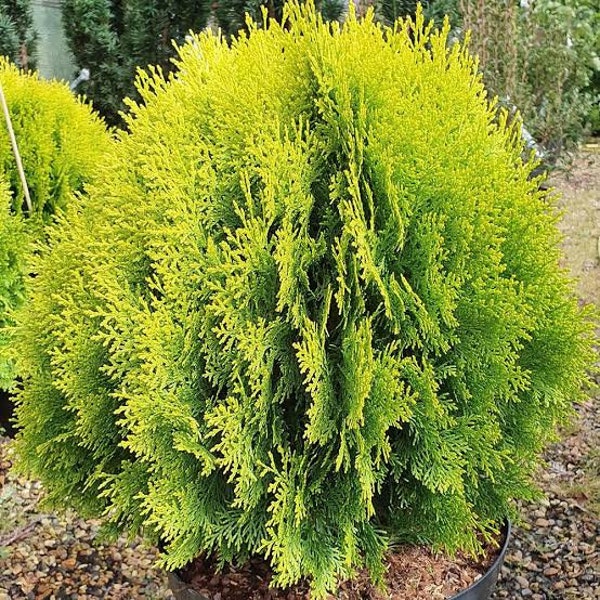 Platycladus orientalis Aurea Golden Oriental Arborvitae 100 - 2,000 seeds