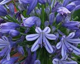 Agapanthus praecox Blue lily 25 seeds