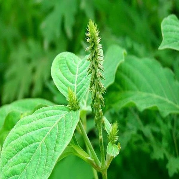 Achyranthes aspera Prickly Chaff Flower 200 - 1,000 seeds