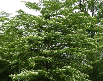 Cornus controversa Giant dogwood 200 - 500 seeds 1C