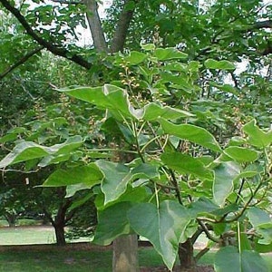 Paulownia tomentosa Royal Empress Tree, Princess Tree 5,000 100,000 seeds image 2