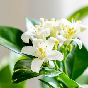 Orange jasmine cheap