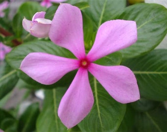 Catharanthus roseus Madagascar Periwinkle, Vinca rosea 1,000 - 50,000 seeds