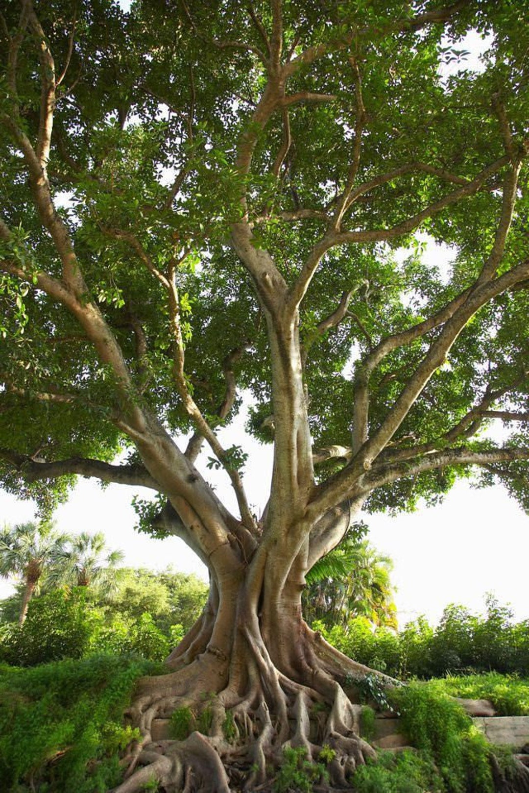 Ficus Religiosa, Sacred Fig, Bo Tree 5000 50000 Seeds 3 Etsy