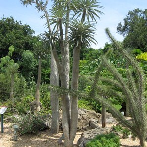 Pachypodium geayi 5 seeds caudex succulent RARE Caudex plants image 1