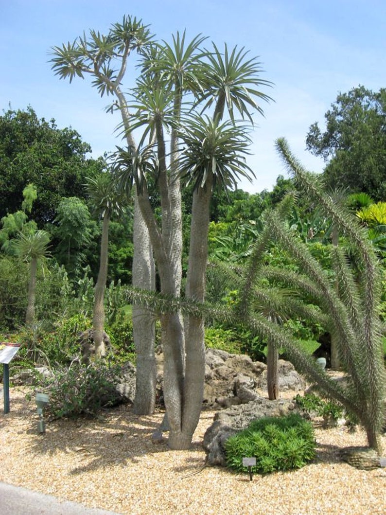 Pachypodium geayi 5 seeds caudex succulent RARE Caudex plants image 1