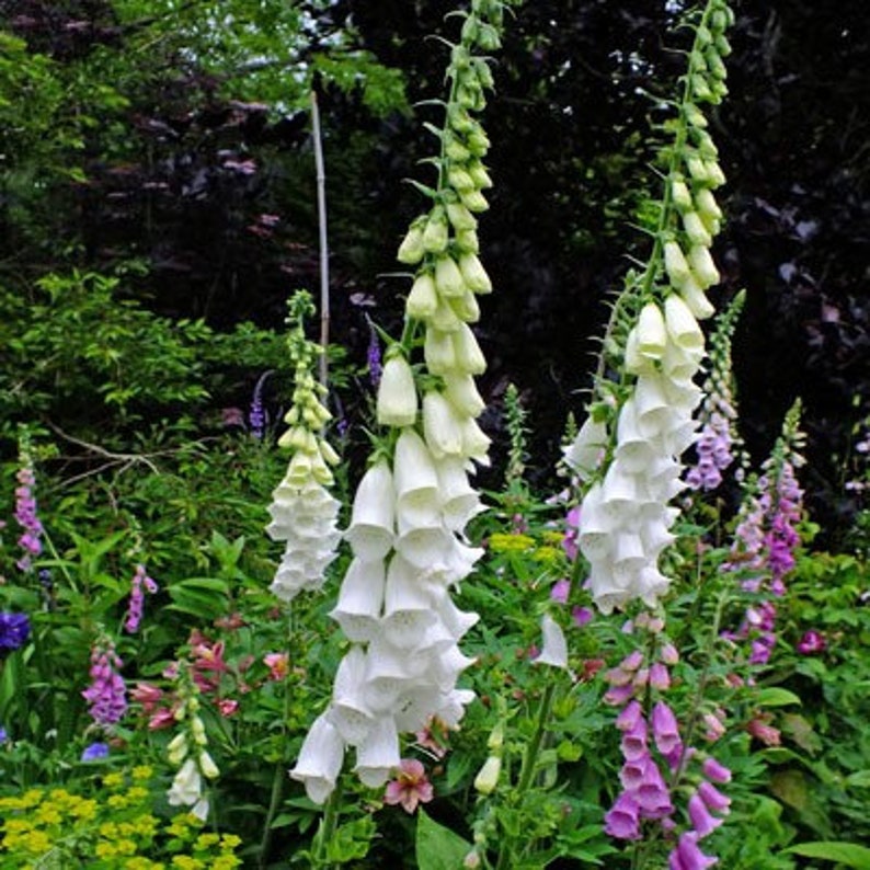 Digitalis Purpurea Snow Thimble 300 Seeds Etsy