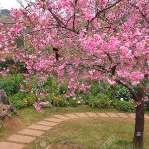 Prunus cerasoides Wild Himalayan cherry 50, 150 seeds 3 image 3