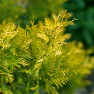 Platycladus orientalis Aurea Golden Oriental Arborvitae 100 2,000 seeds image 2