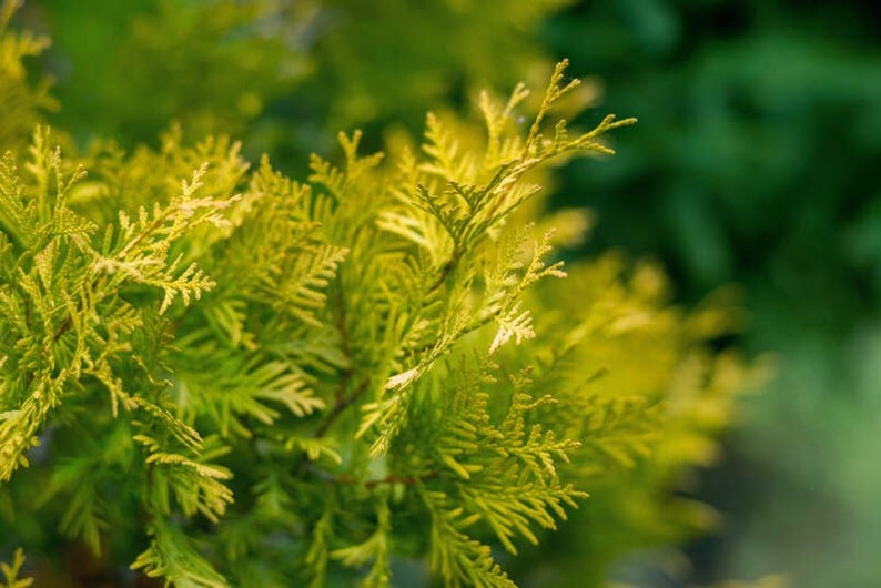 Platycladus orientalis Aurea Golden Oriental Arborvitae 100 2,000 seeds image 2