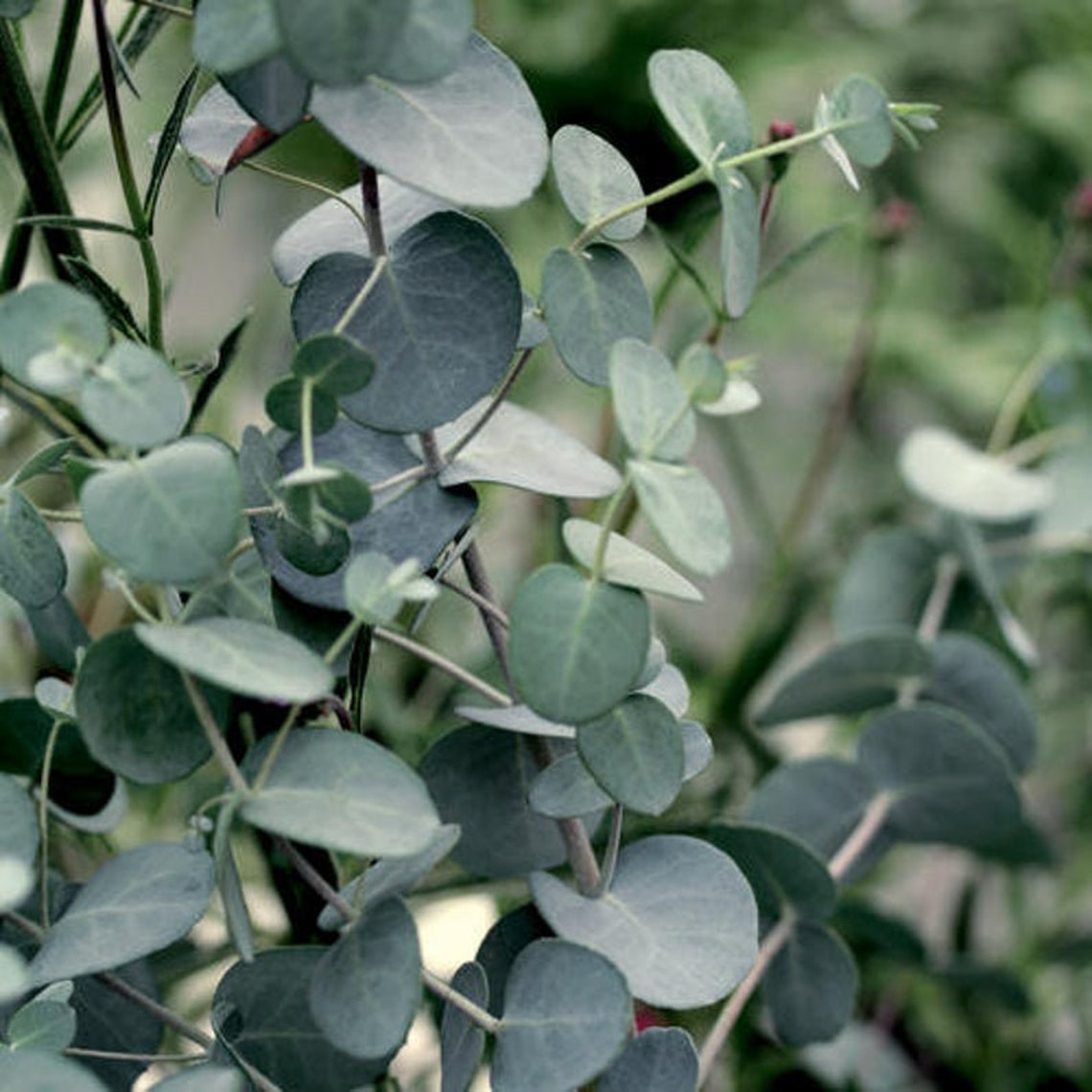 Where To Buy Eucalyptus Plant