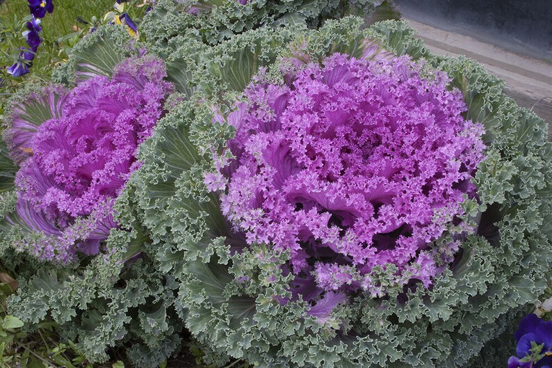 Brassica Oleracea Nagoya Red Flowering Kale 200 Seeds Etsy
