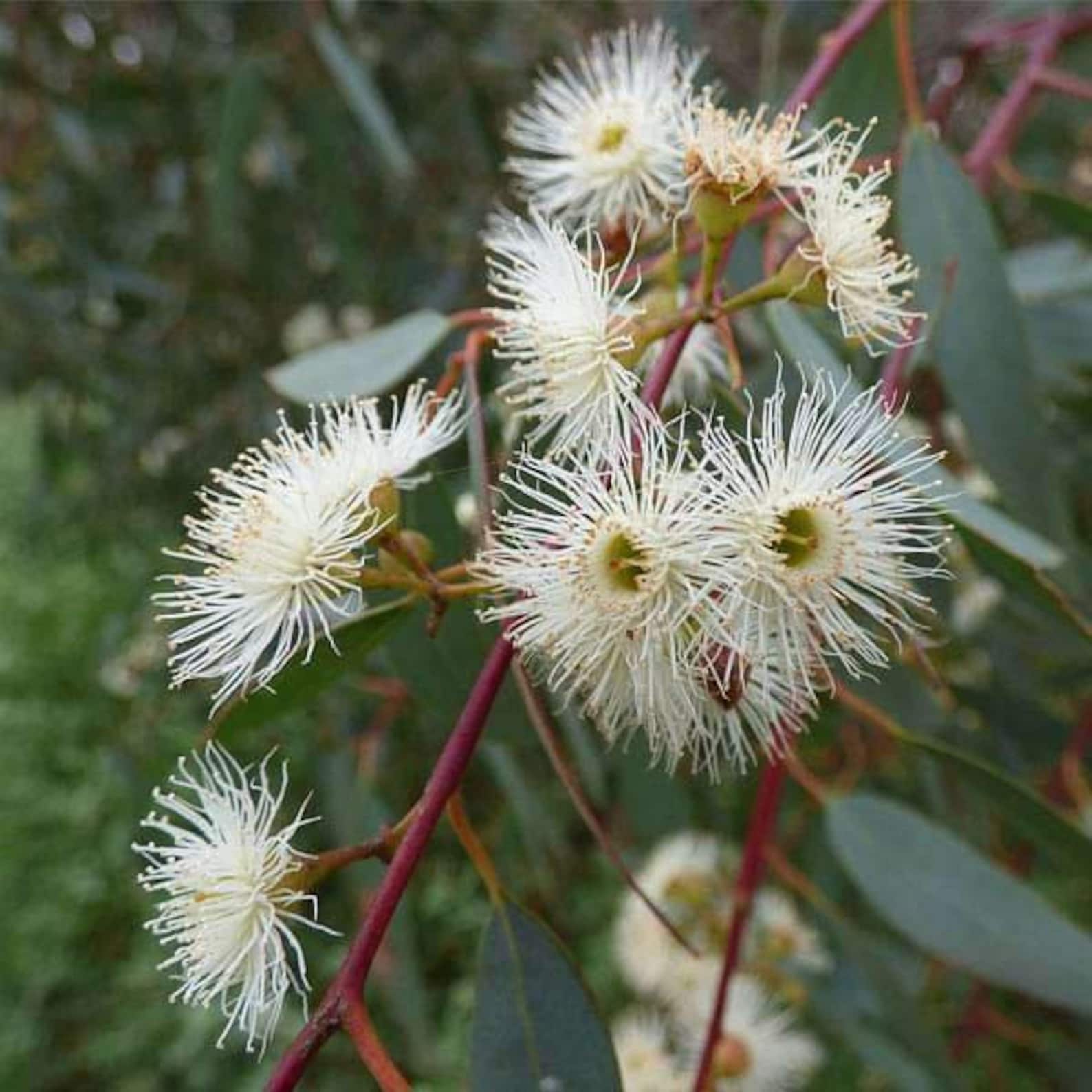 Eucalyptus camaldulensis River Red Gum 1000, 2500, 5000, 10000 semillas