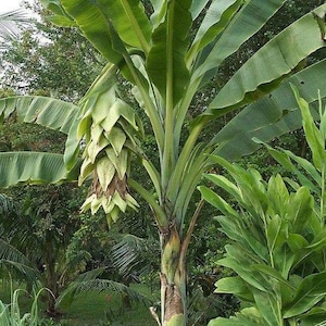 Ensete glaucum Snow Banana 15 seeds