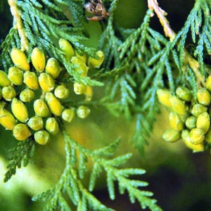 Thuja orientalis Oriental Arbor-Vitae bulk seeds 3 image 2