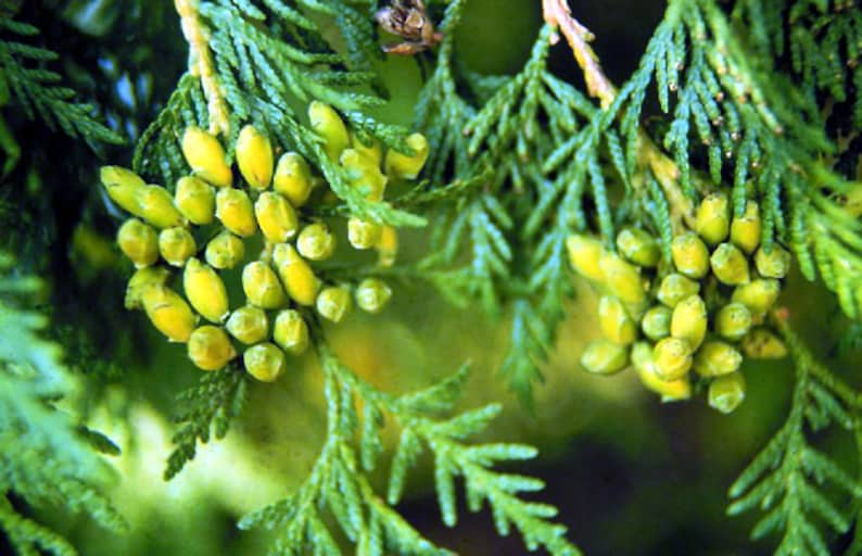 Thuja orientalis Oriental Arbor-Vitae bulk seeds 3 image 2