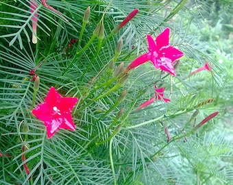 Ipomoea quamoclit Cypress vine Red 100 seeds