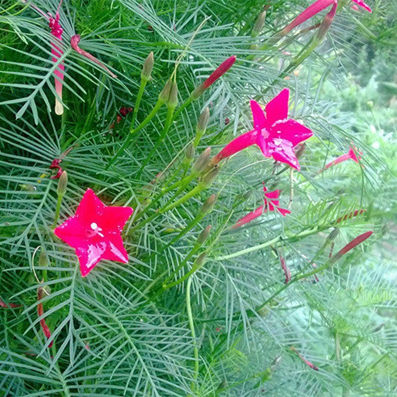 Ipomoea quamoclit Cypress vine Red 100 seeds image 1