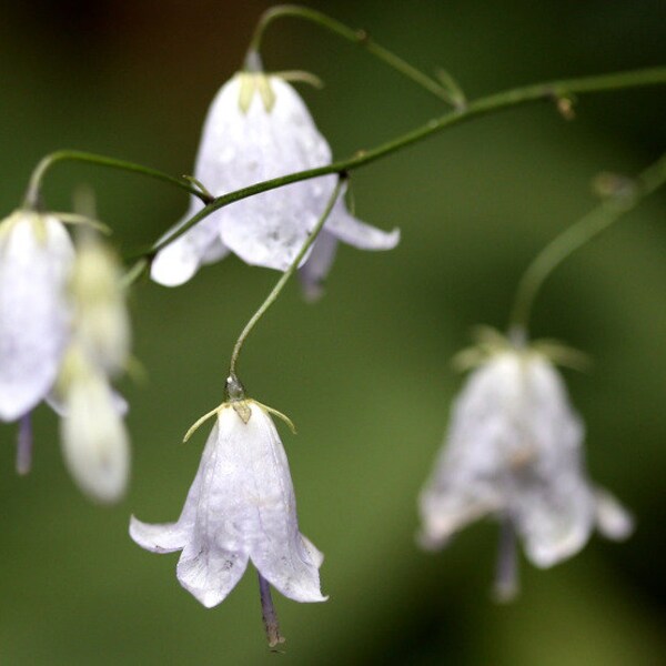 Adenophora triphylla var. japonica (Regel) H.Hara 100 - 1,000 ladybell 잔대 seeds A