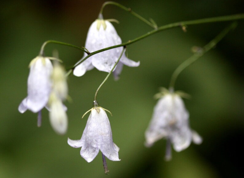 Adenophora triphylla var. japonica Regel H.Hara 100 1,000 ladybell 잔대 seeds A image 1